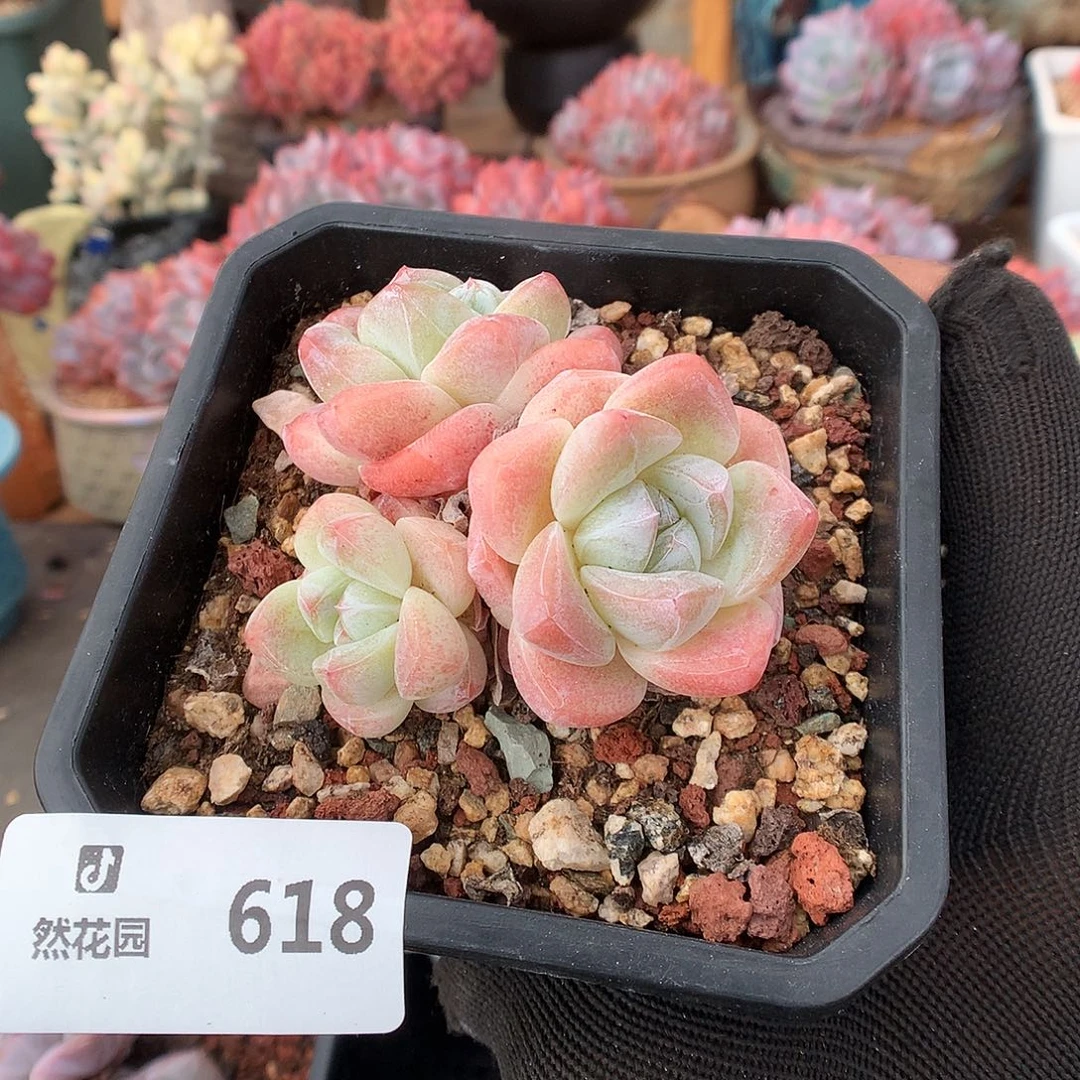 618冰雨多肉植物6666