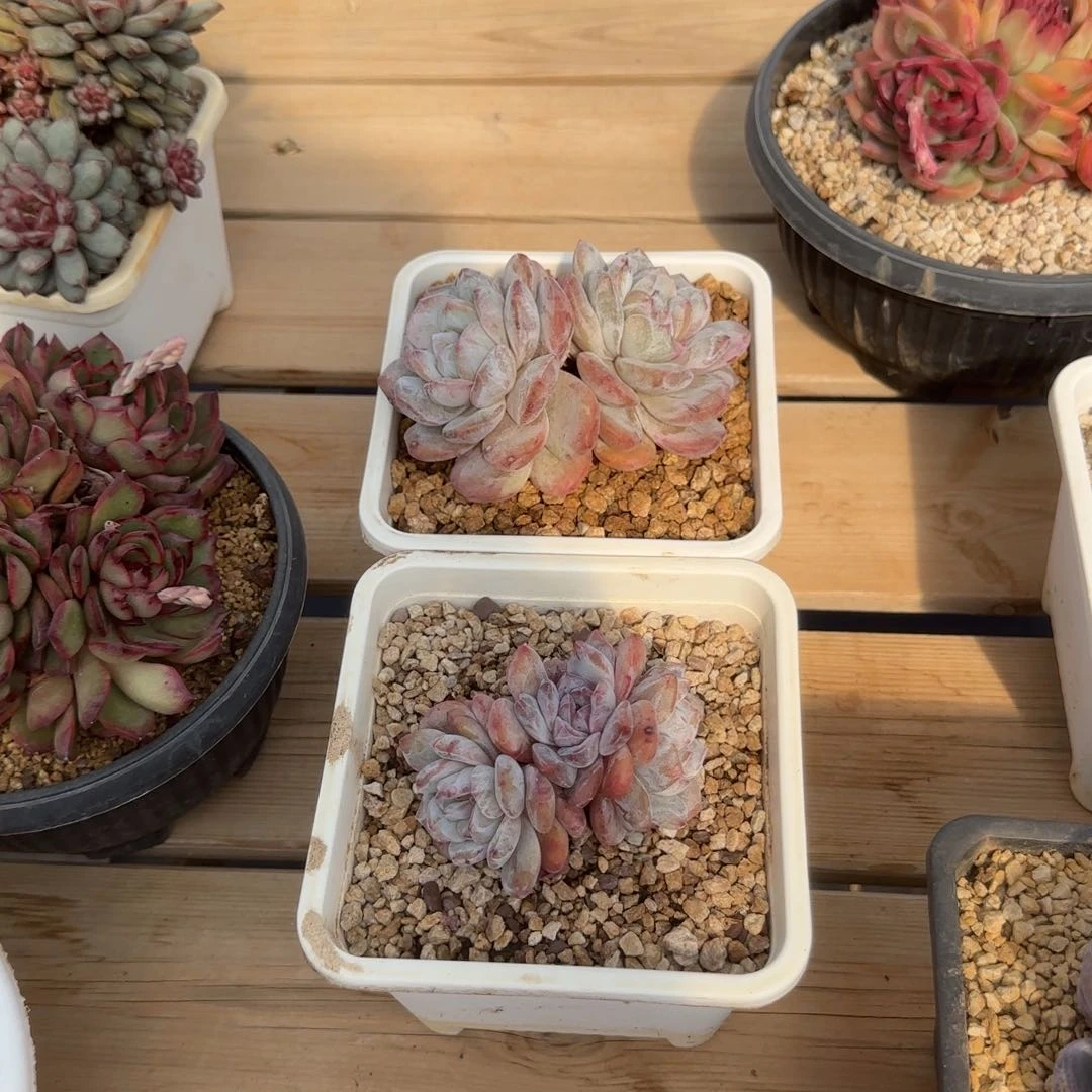 优*多肉植物一类