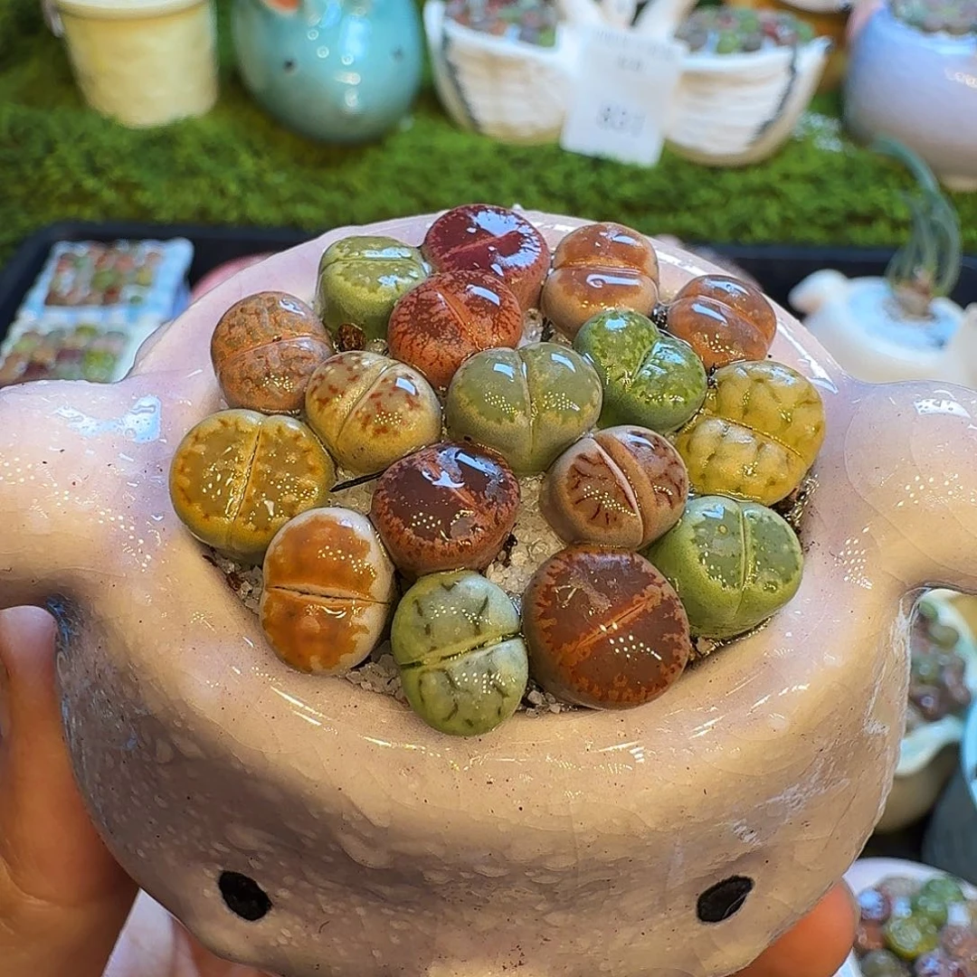 多肉植物开播福利冲844