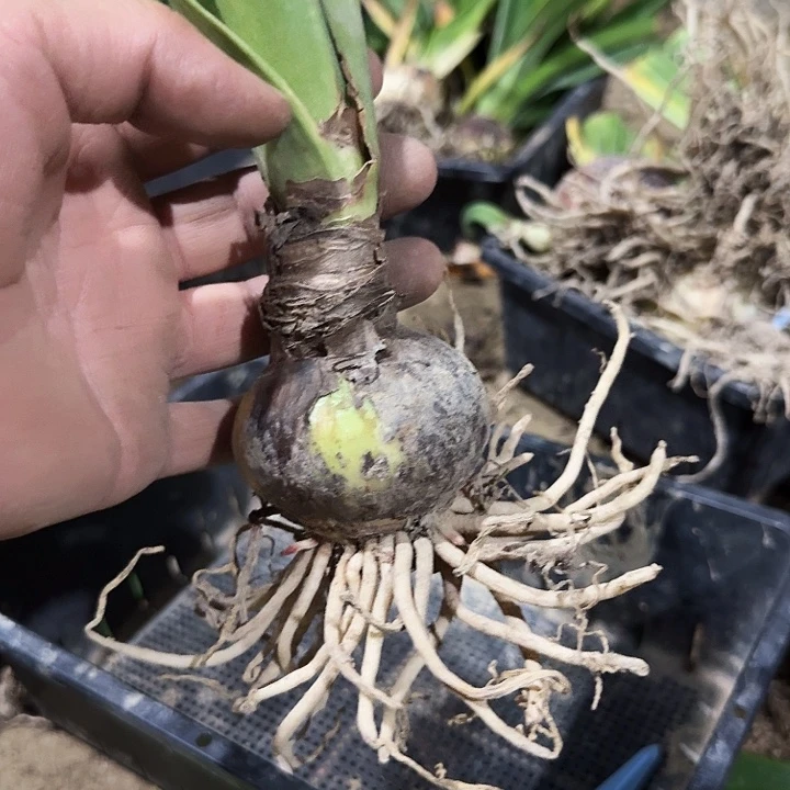 美羊羊朱顶红一棵5.9