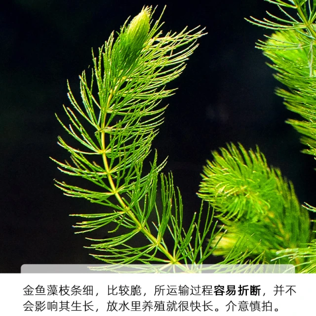 金鱼藻水草淡水水族箱鱼缸造景挂卵繁殖降低氨氮净化水质好养易活