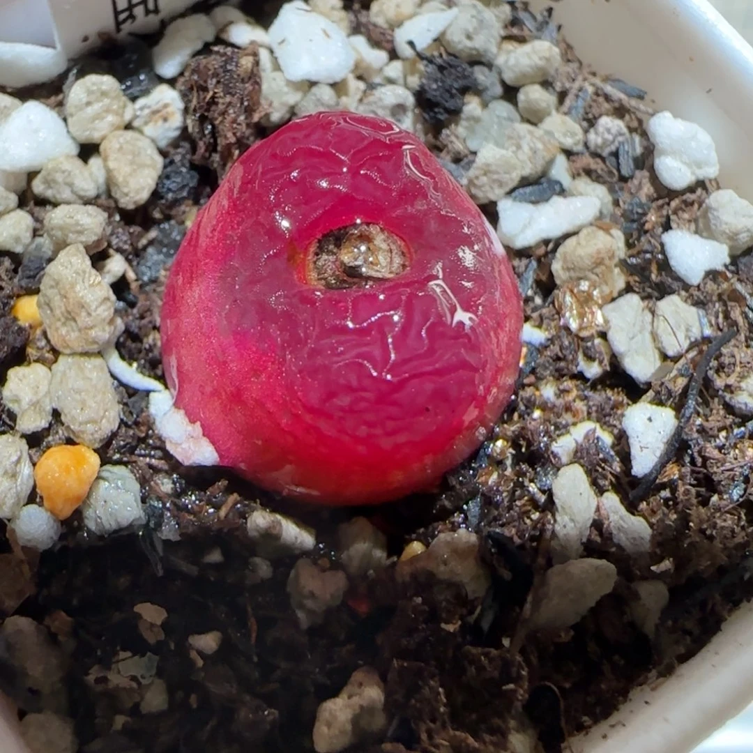 肉锥多肉植物百科-红宝石75