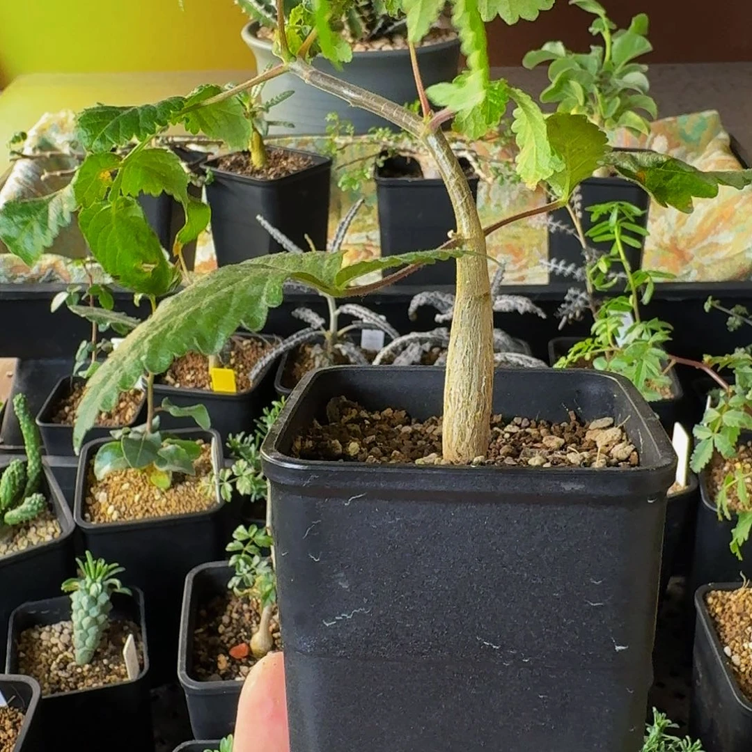 实生墨西哥不知名裂榄带盆土顺丰空运包邮