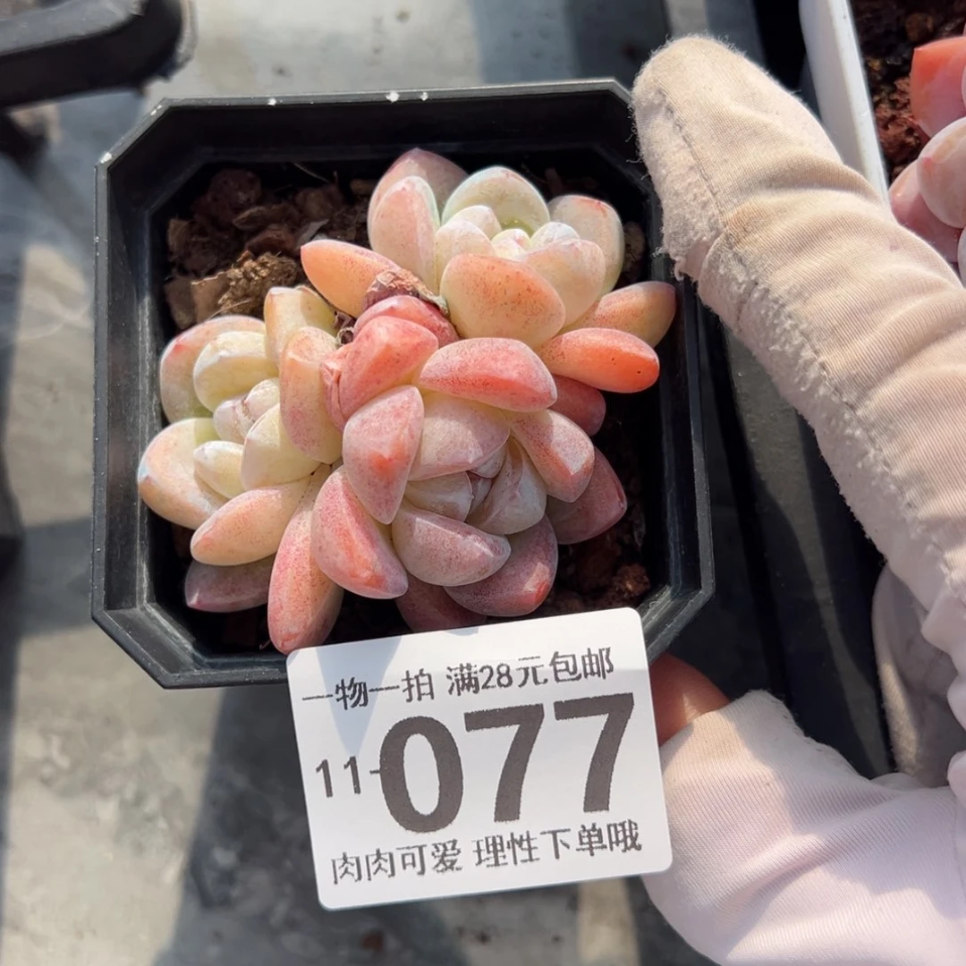 冰玉，多肉多肉多肉多肉