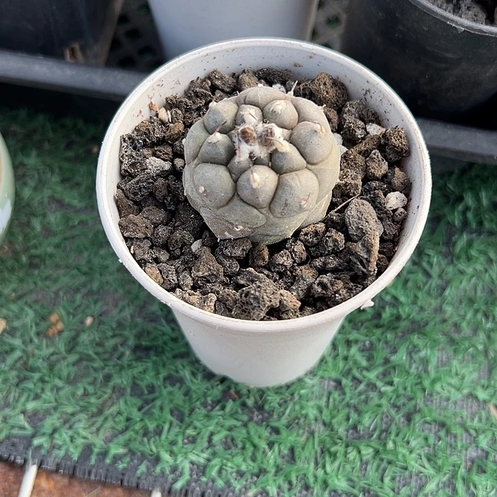 实生大油东云，带盆，一物一拍