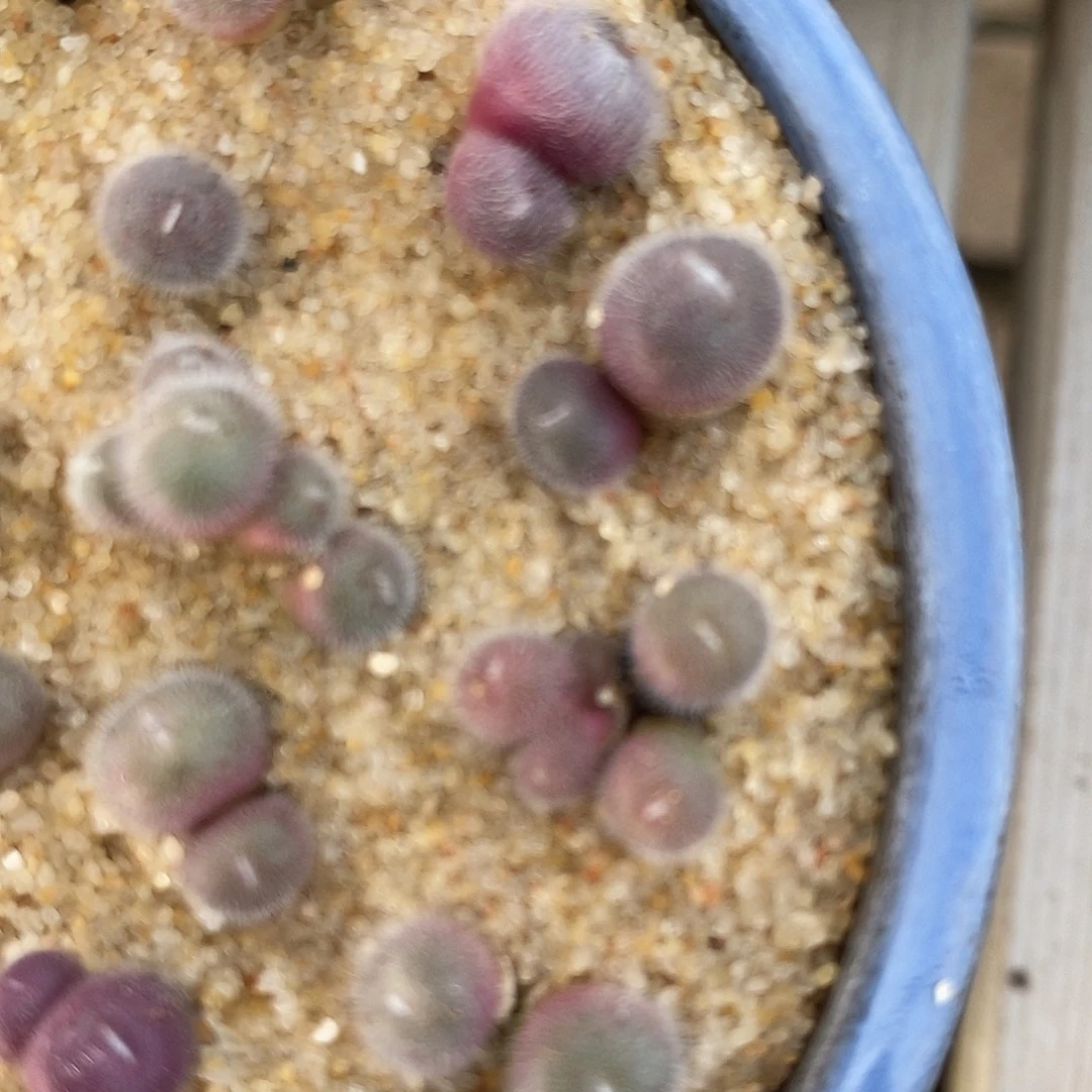 2头史蒂芬尼毛球一颗。