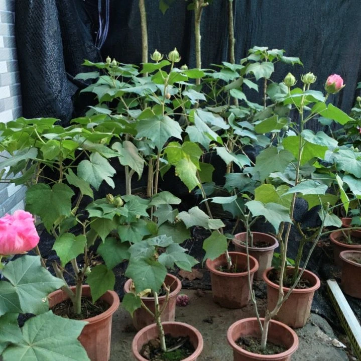 无花朵芙蓉花带花苞3881