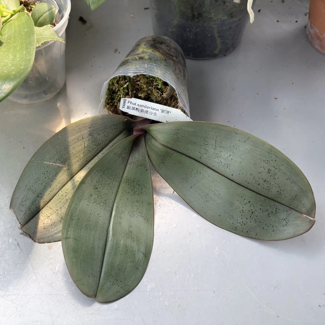 当前无花栽培后可以开花【银叶粉桑德】2.8水苔，叶损，漏