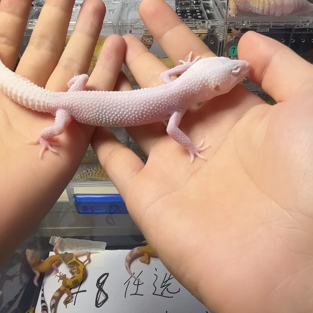豹纹守宫豹纹守宫压成