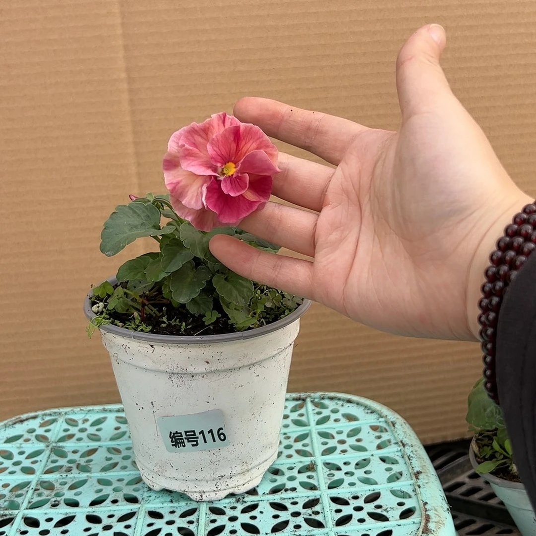 【闪购商品】完全开放116号