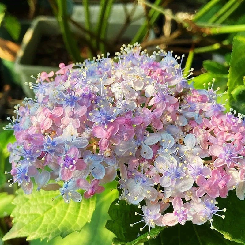 三河千鸟绣球花苗盆栽阳台庭院大花绣球八仙花耐阴好养的开花植物