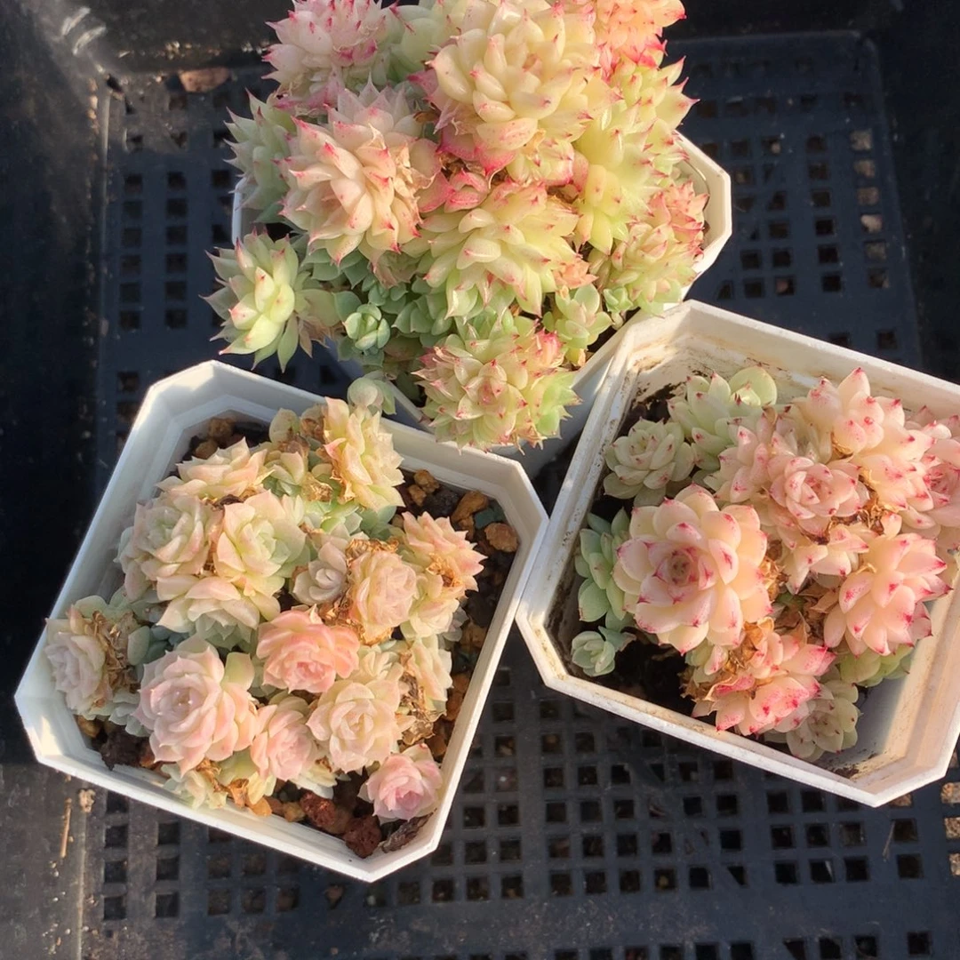 1213-04 套餐一组