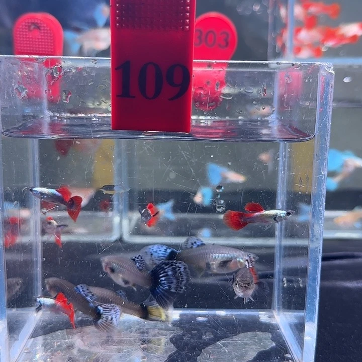 孔雀鱼109号，10条