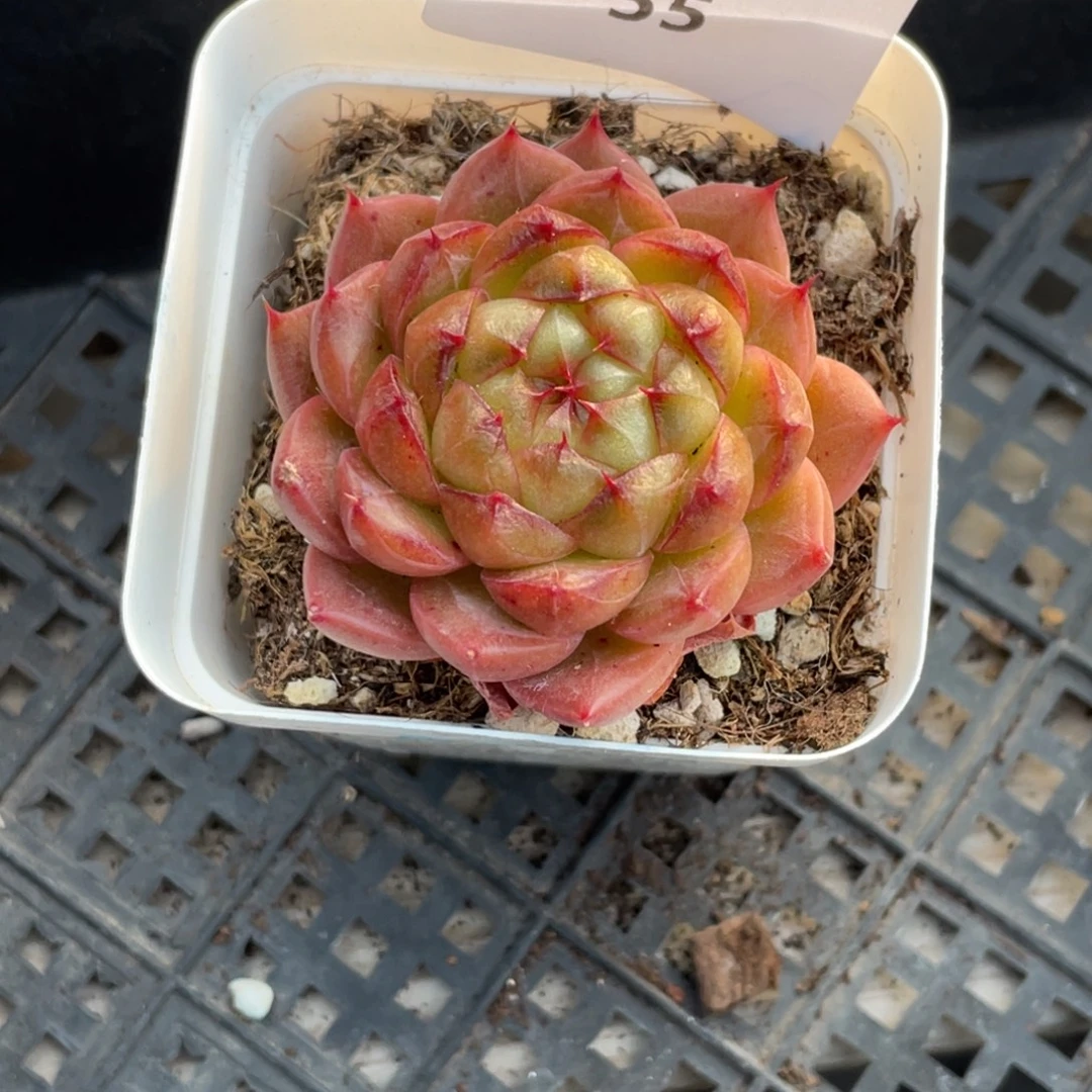 55号糖心冰心珍妮 苹果爆珠