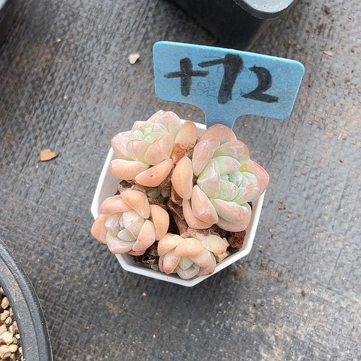 晨语多肉，一物一拍72冰玉