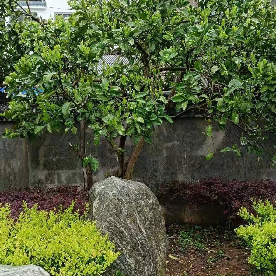 冬青直播间一物一拍