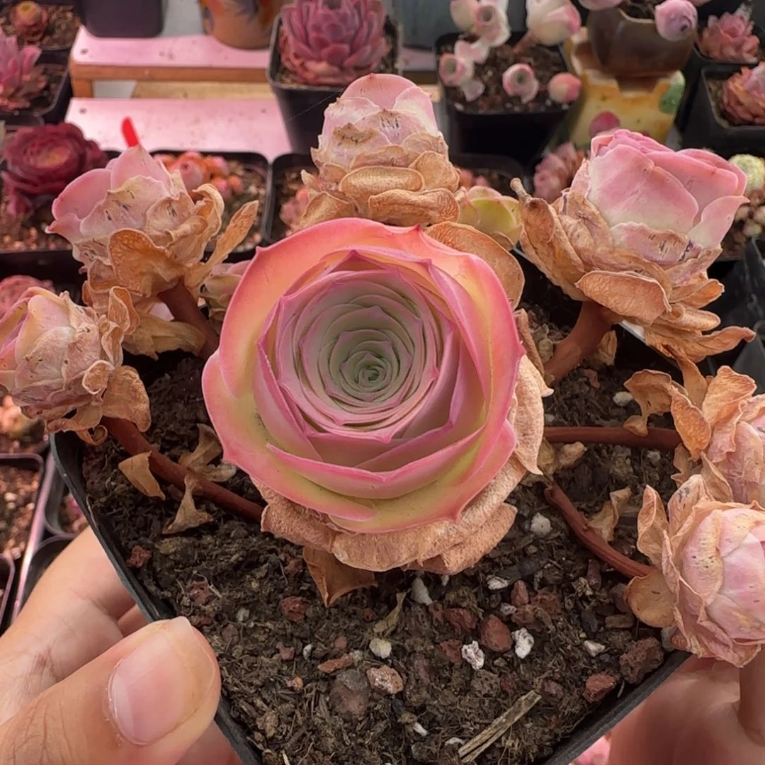 Y860半城玫瑰仙帕