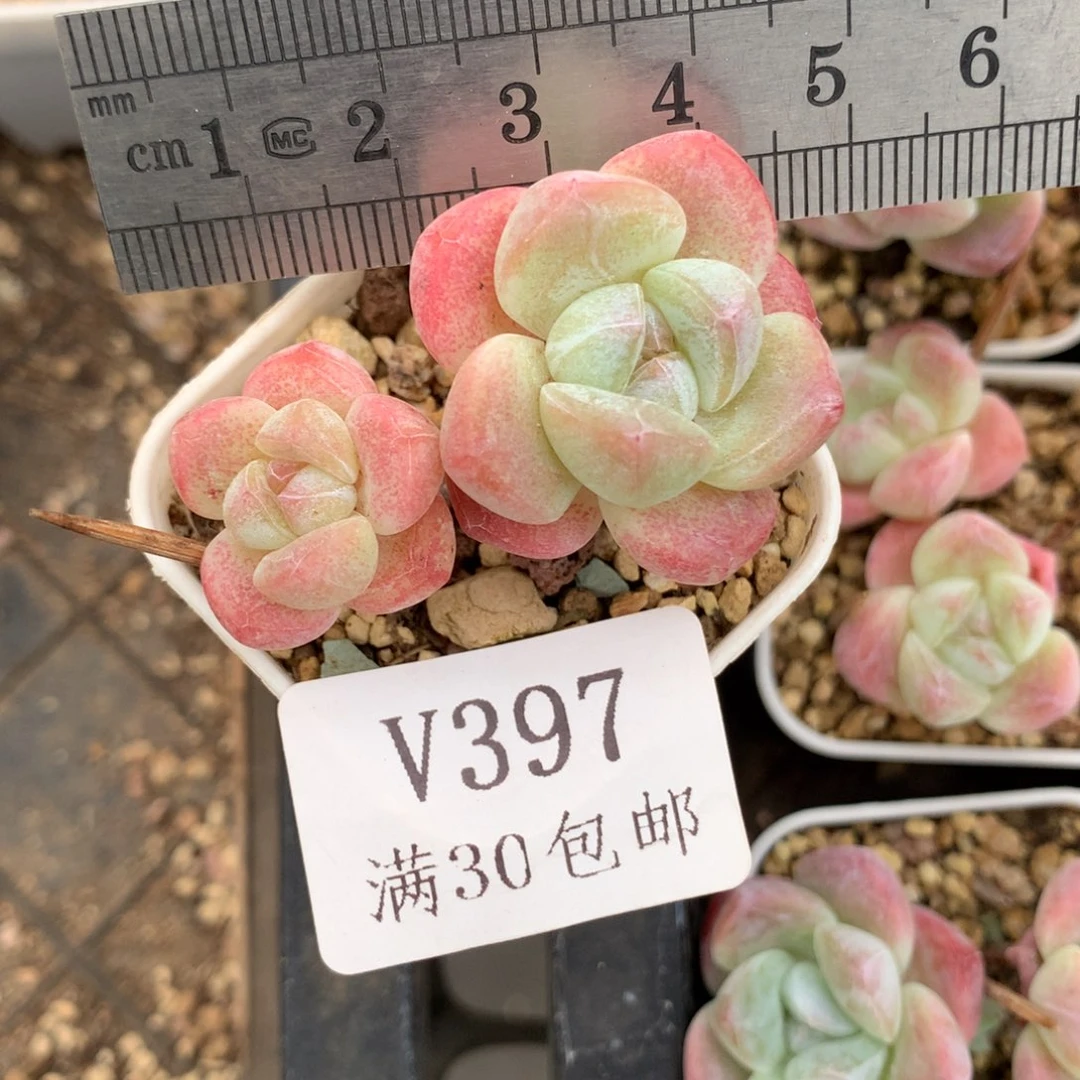 397。小脸糖心冰玉。带腿。