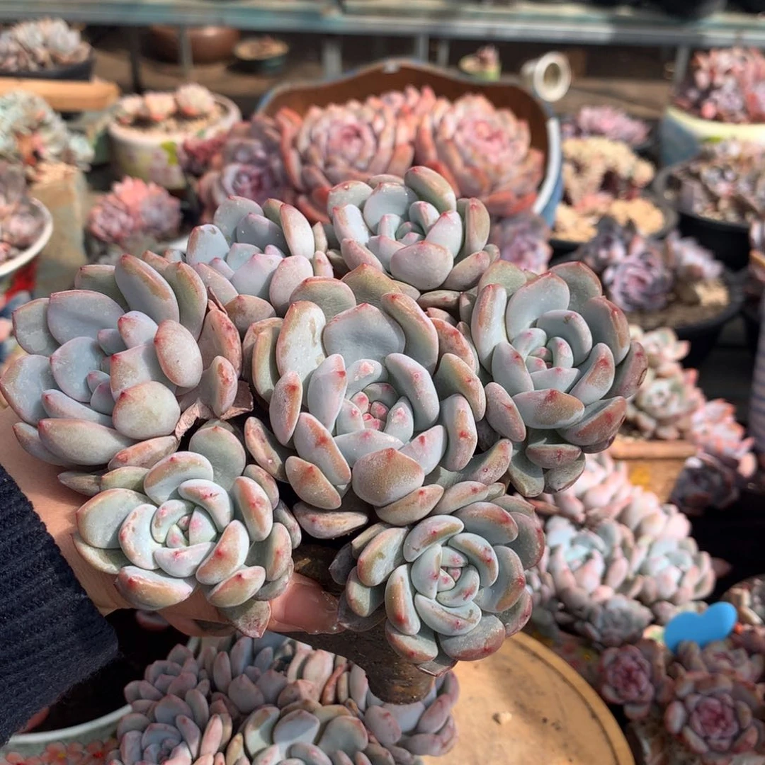 陈*男亚男 哈哈哈哈哈哈哈