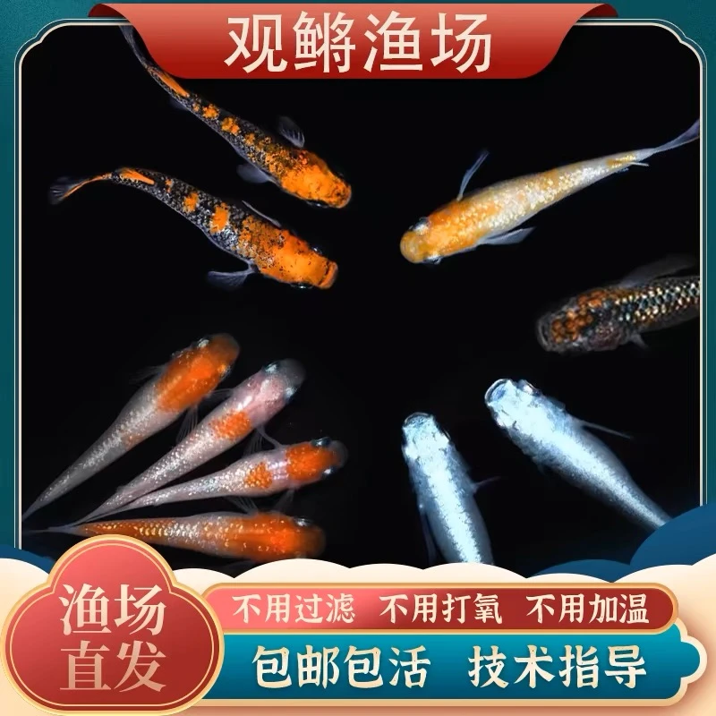 观背青鳉观赏鱼魔法鱼冷水鱼小型锦鲤金鱼淡水鱼不打氧好养活体鱼