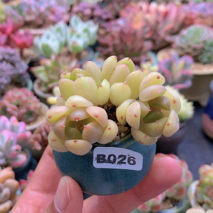 一物一拍含盆土满38包邮B026