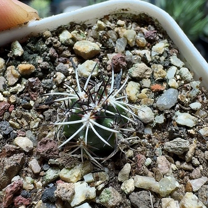 M***j693强刺达氏青花虾带盆发货