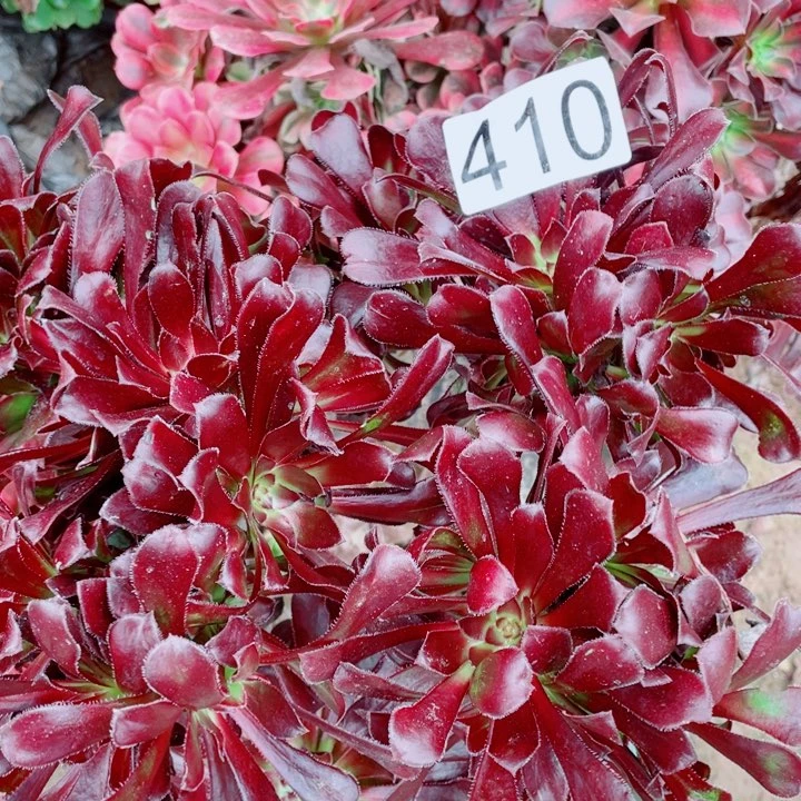 鲸*多肉植物组合410