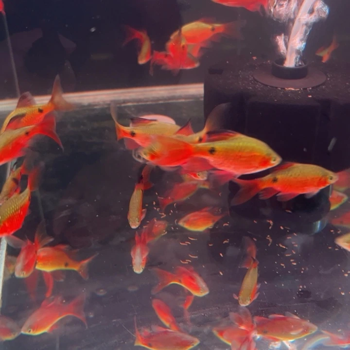 锦鲤玫瑰种公3条超好养