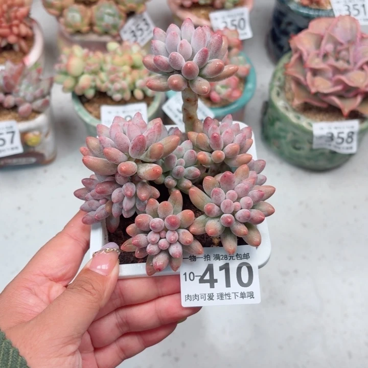 婴儿手指多肉植物多肉多