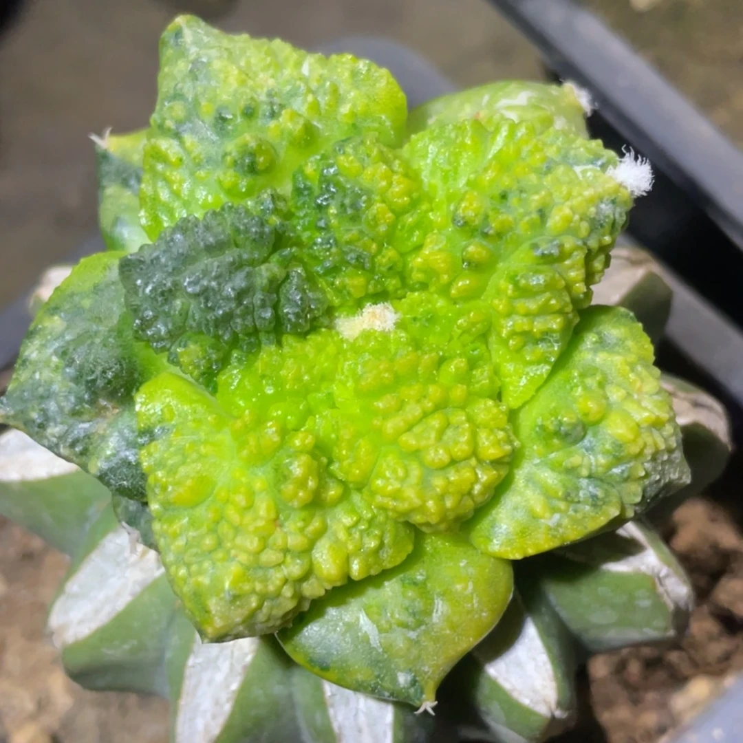 无花朵牡丹锦107 仙人球