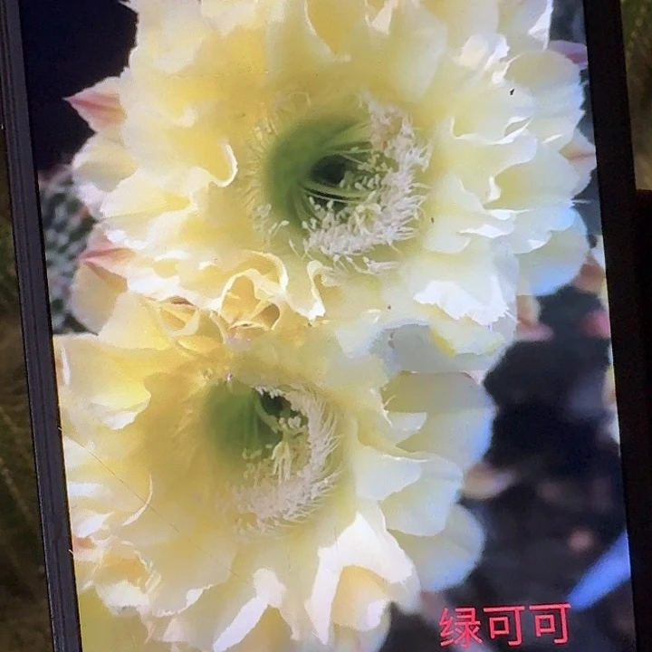 绿可可侧芽4公分歪头