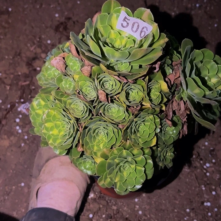 506夜光杯多肉植物不售后