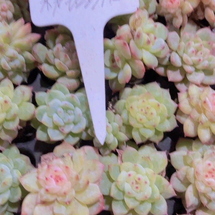 粉钻珍妮五颗一组