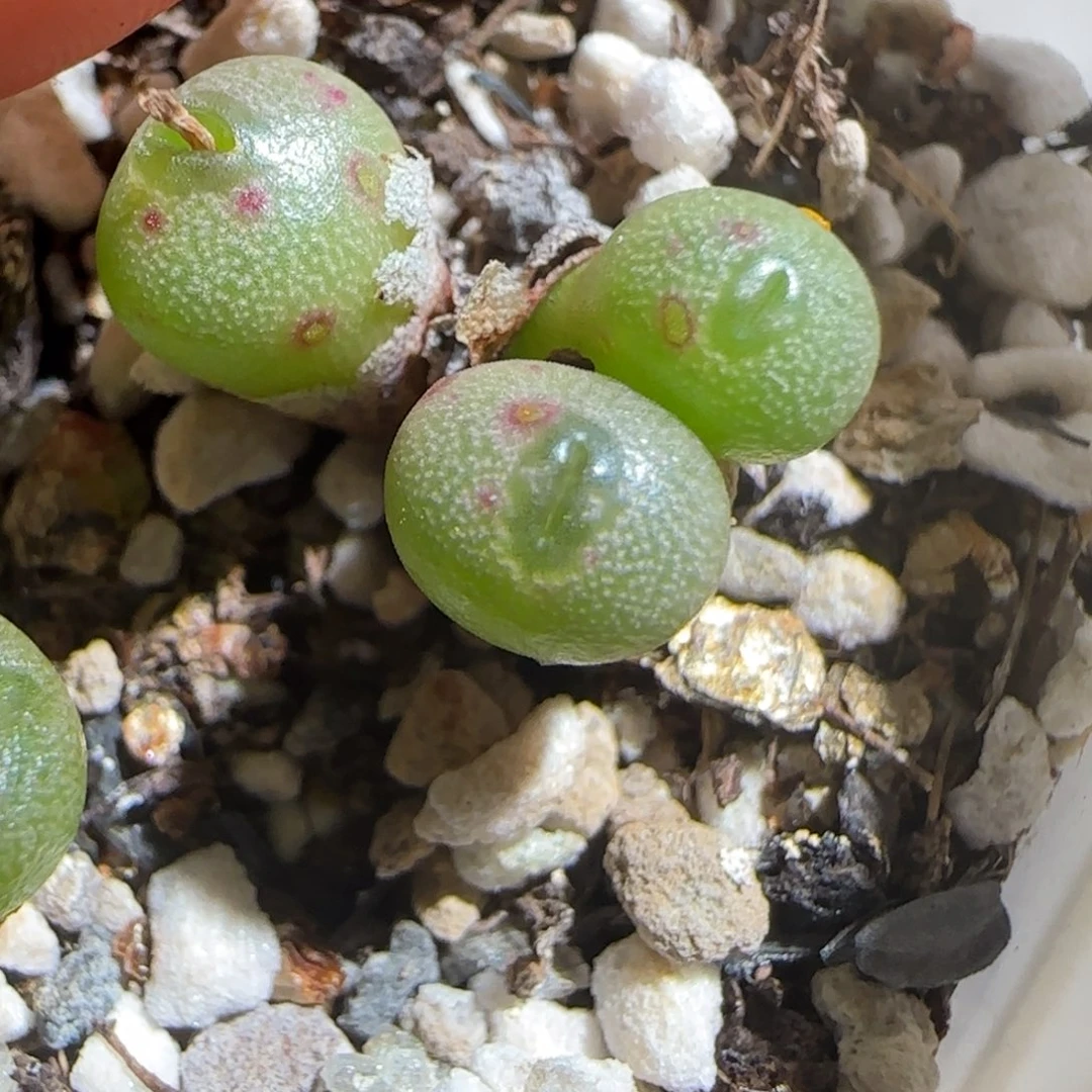 肉锥多肉植物组合-福利有疤小海豚1169