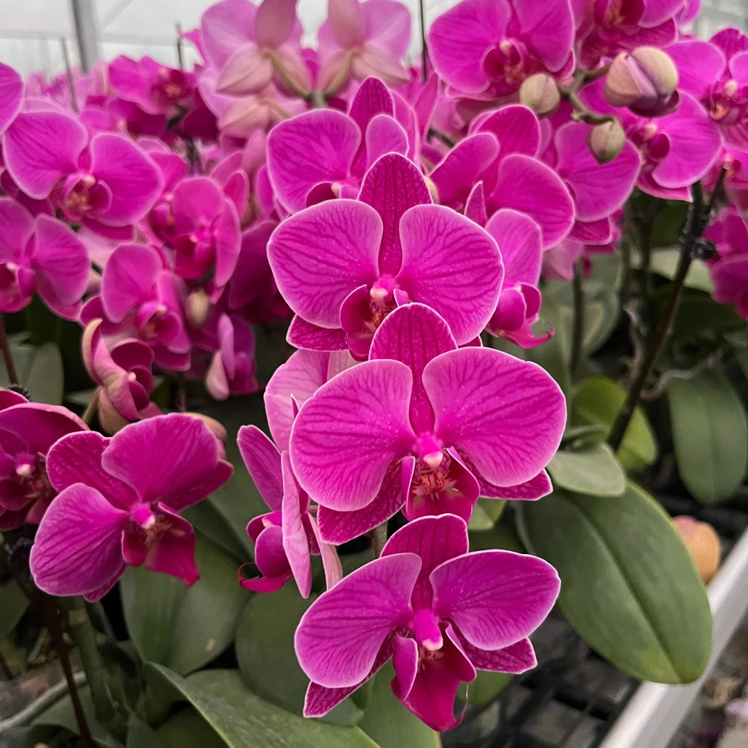 【福星3.5寸杯】福利款 喜庆 红花系列 耐养开爆不售后