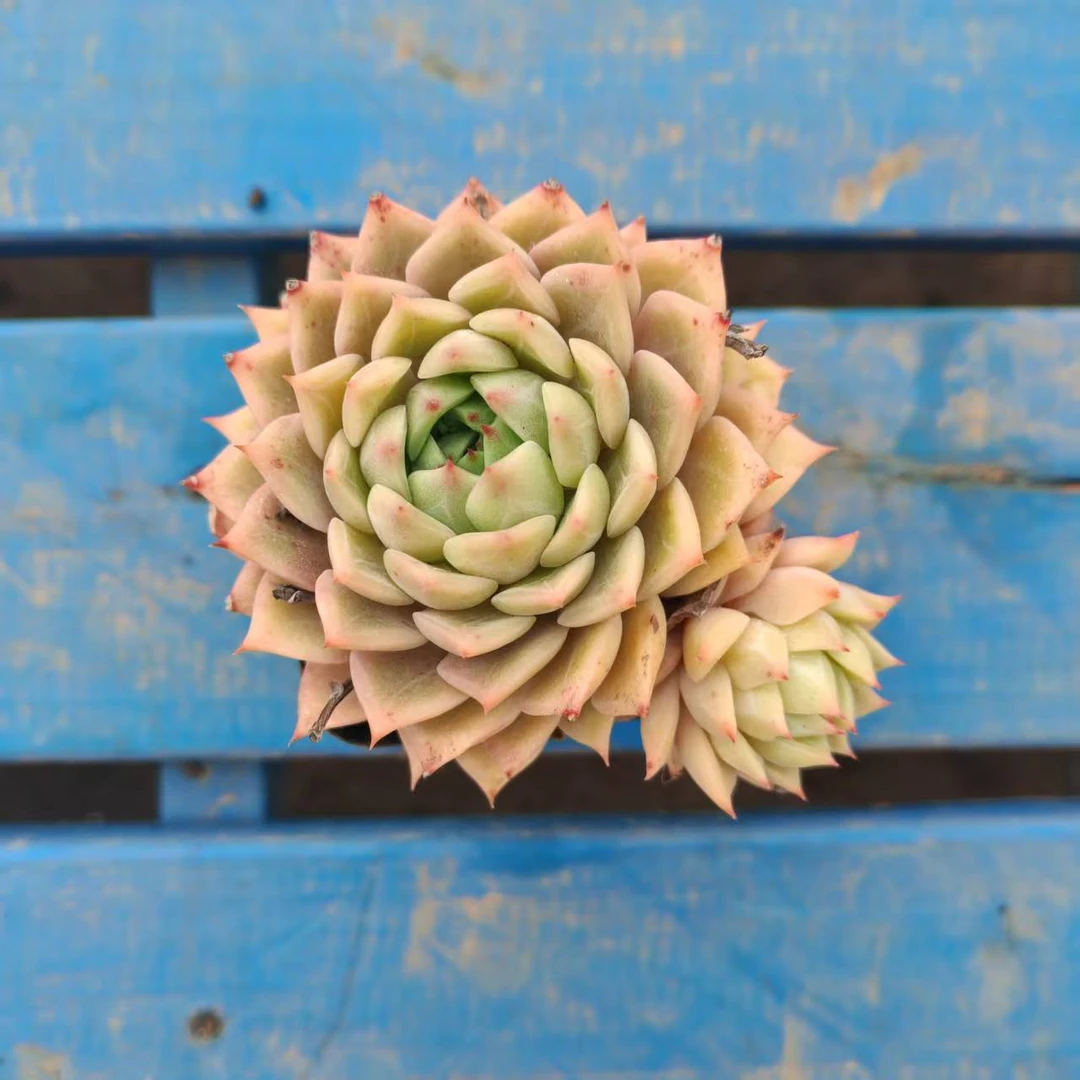 7#翡翠世家多肉植物 前男友精品多肉 SM0044