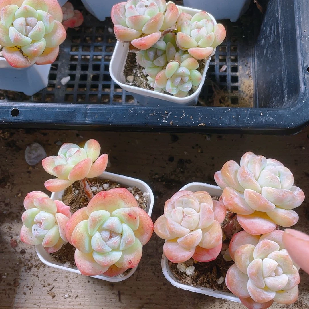 三头杆子冰玉盆不包整一个满25包邮