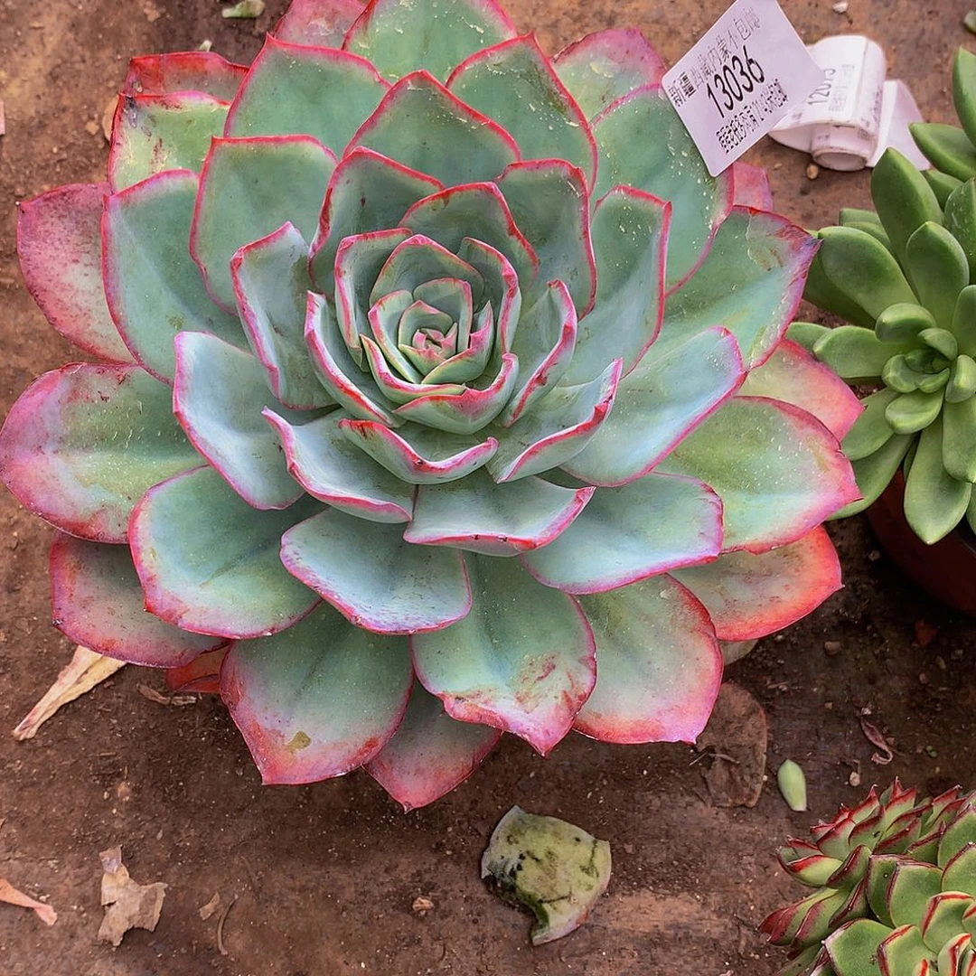 曼***华蓝光13036多肉嗯肉疼