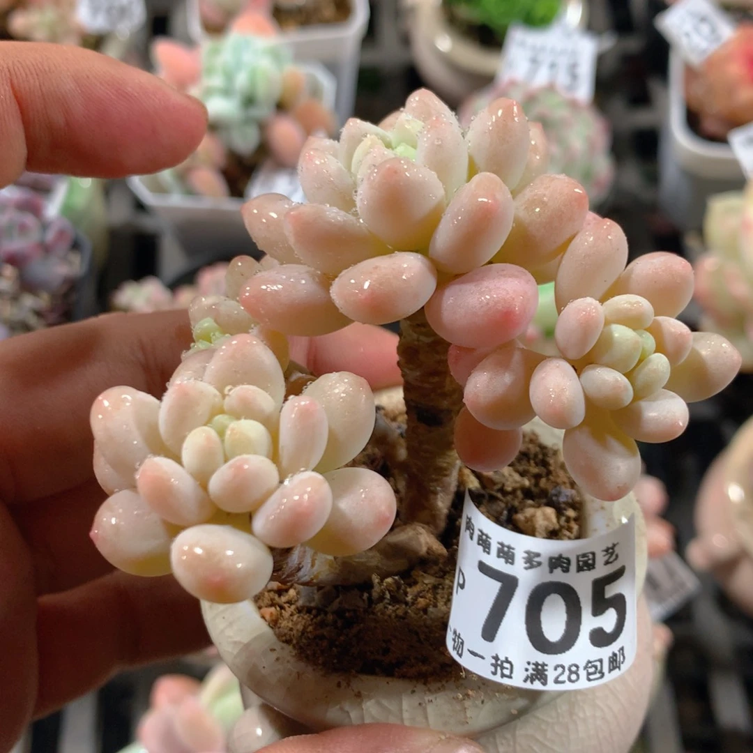 5CM拇指盆精控多肉ZP705