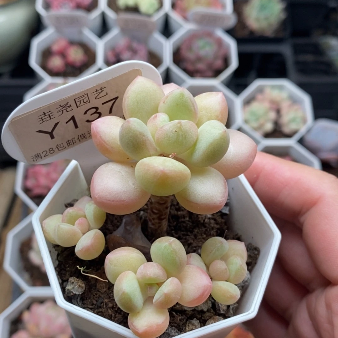 0137 泡泡糖 6c m m