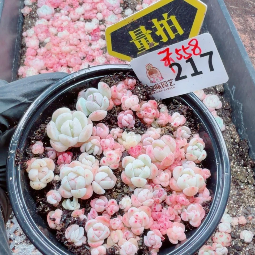 多肉植物多肉植物