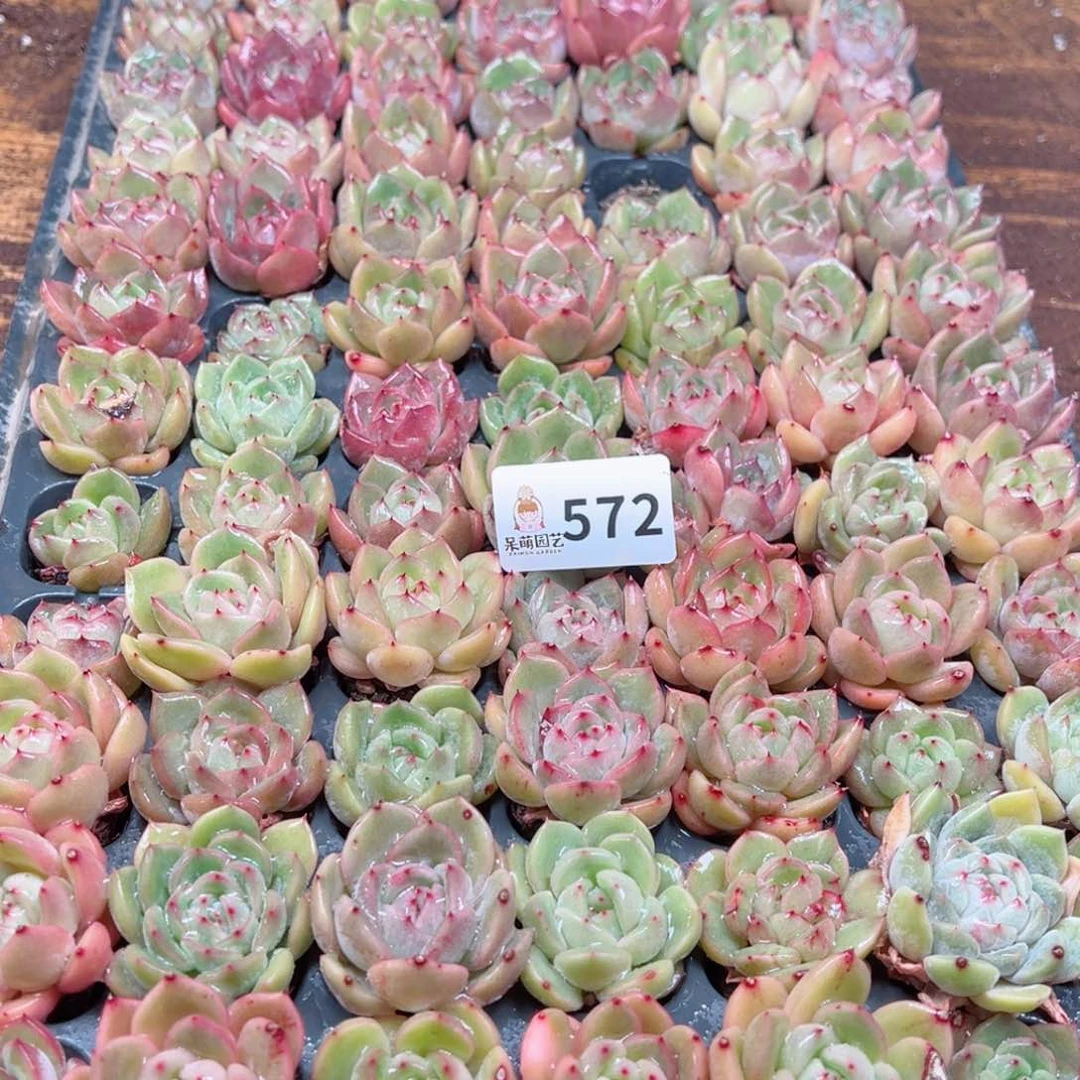 L**n多肉植物多肉植物