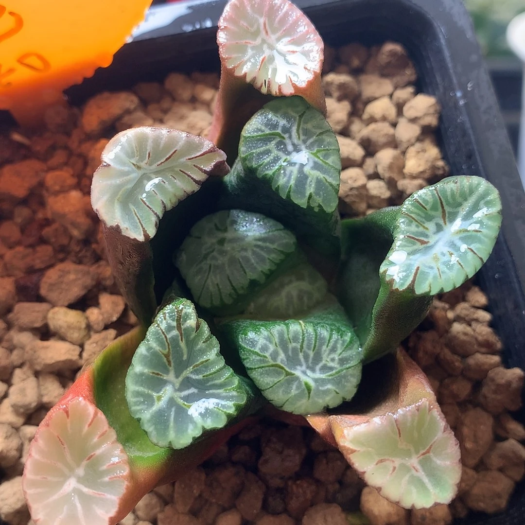 三色万象一物一拍