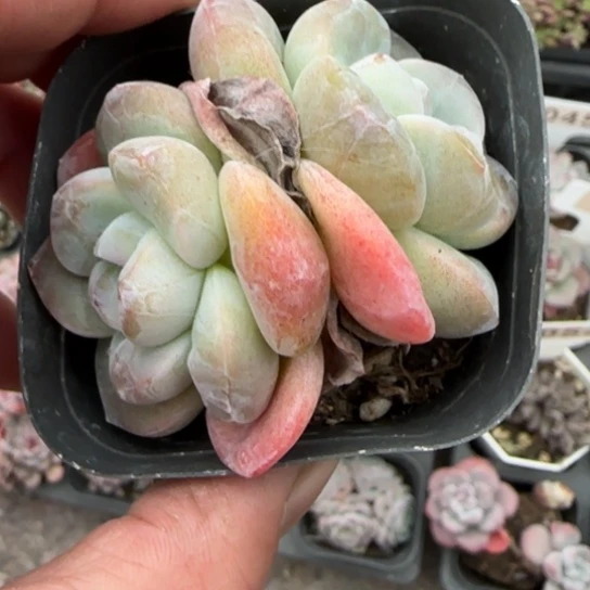 159冰玉多肉植物多