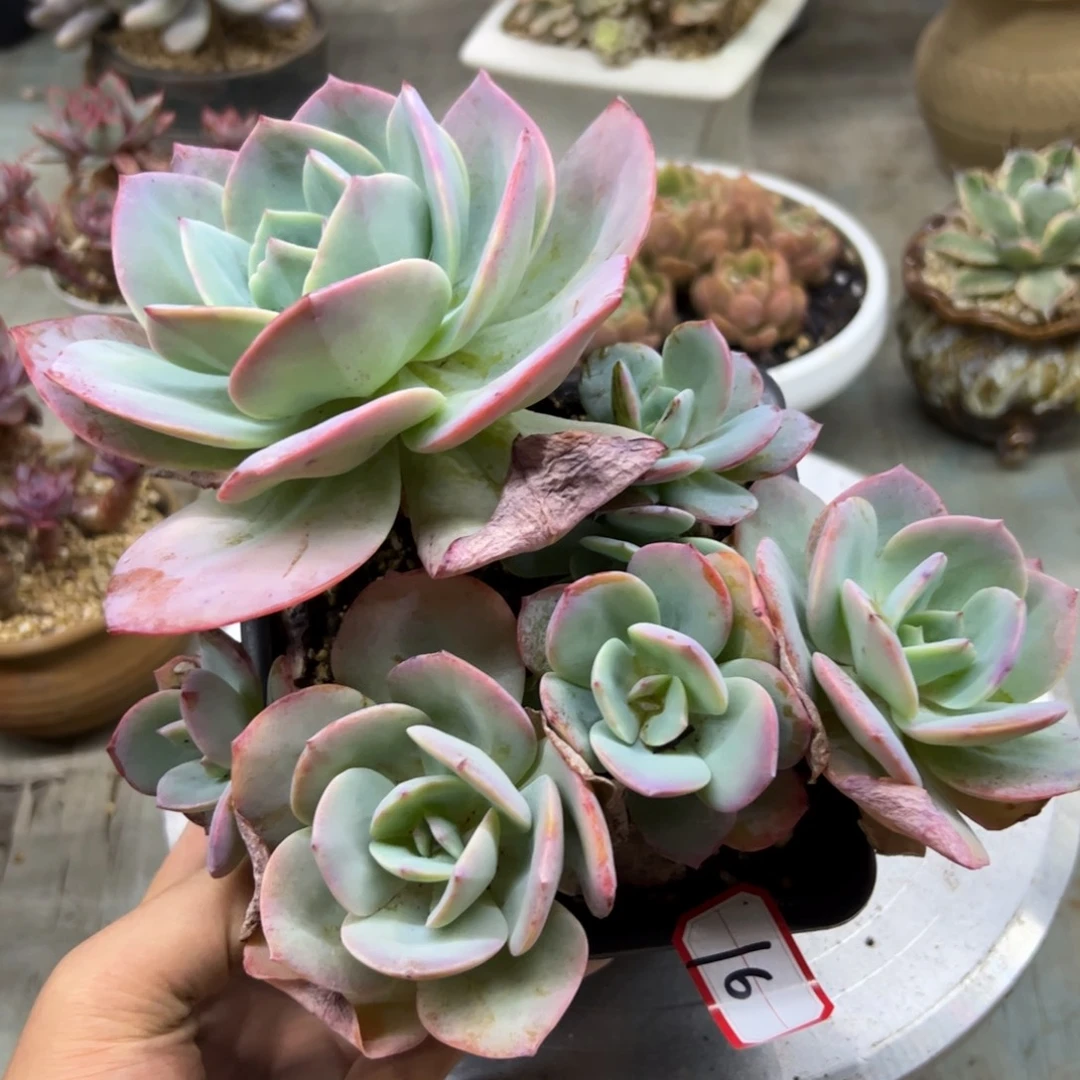 16白凤28 零零多肉植物