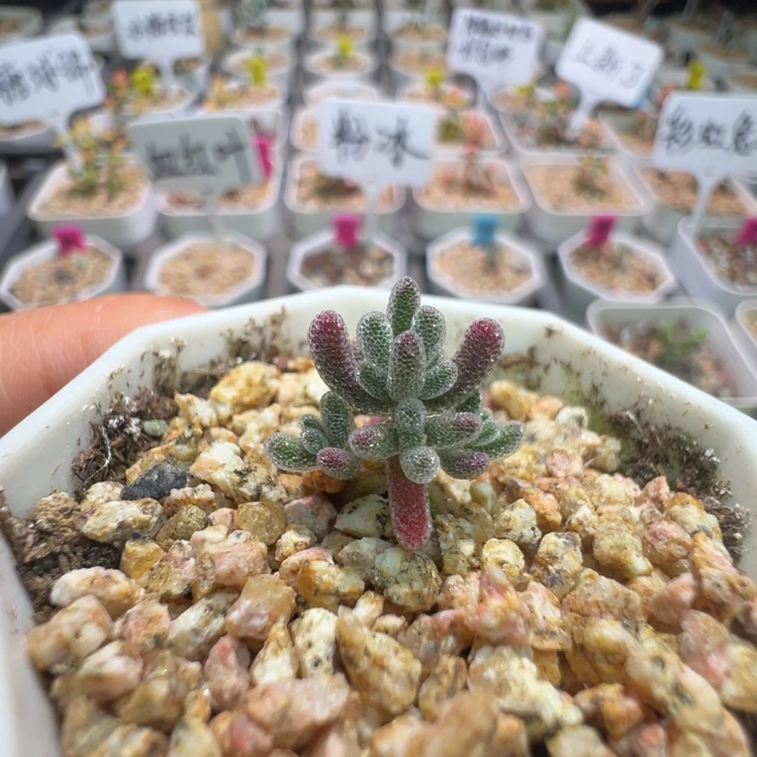 尺寸小，1610实生粉冰晶，拍下不退不换