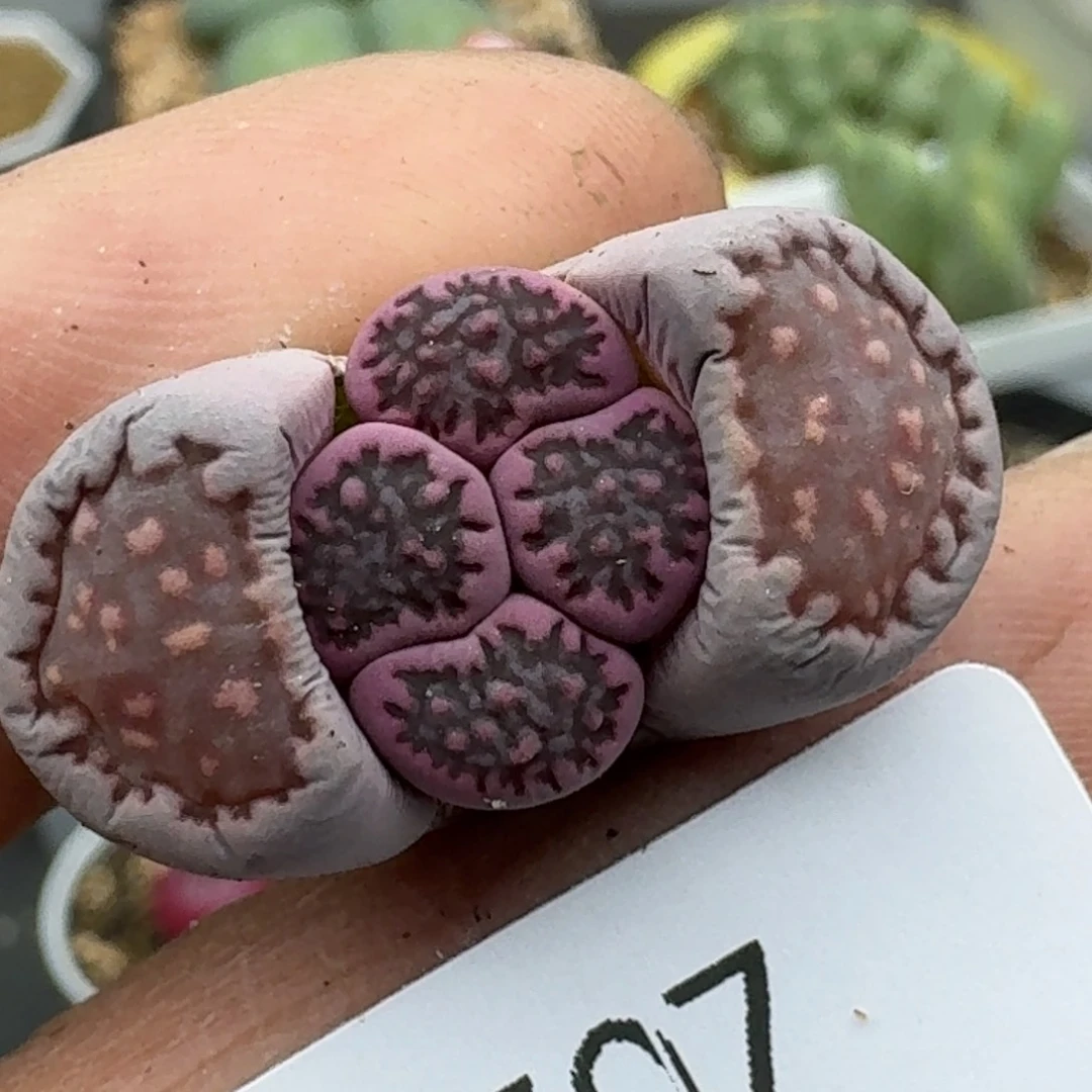 R****1507多肉哈哈哈哈好怪