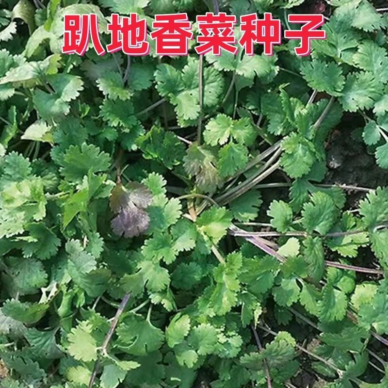 紫根香菜矮杆趴地香菜种子四季蔬菜种子