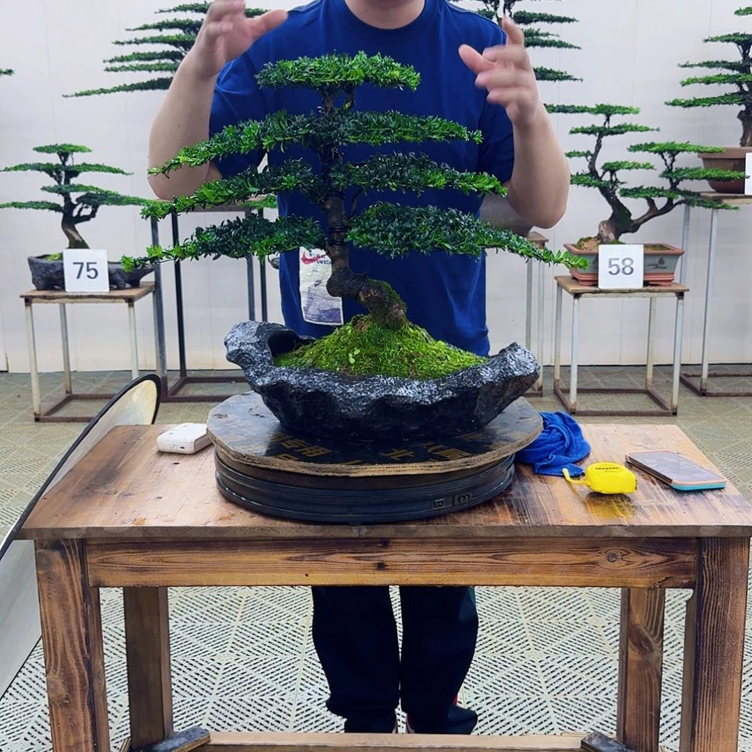 无花朵珍珠罗汉松造型盆景