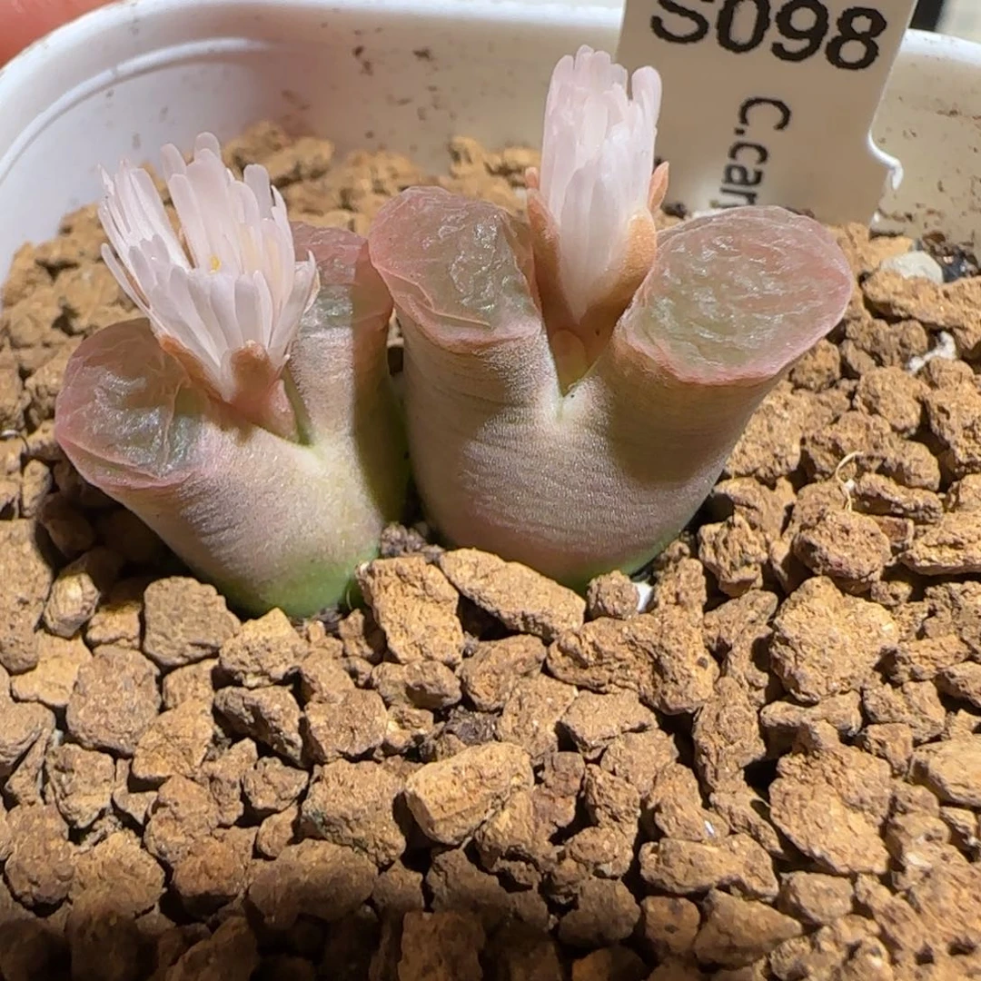 肉锥多肉植物组合-磁铁母本1759